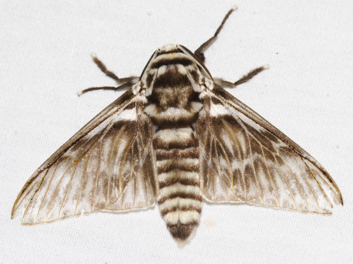 Podalia orsilochus