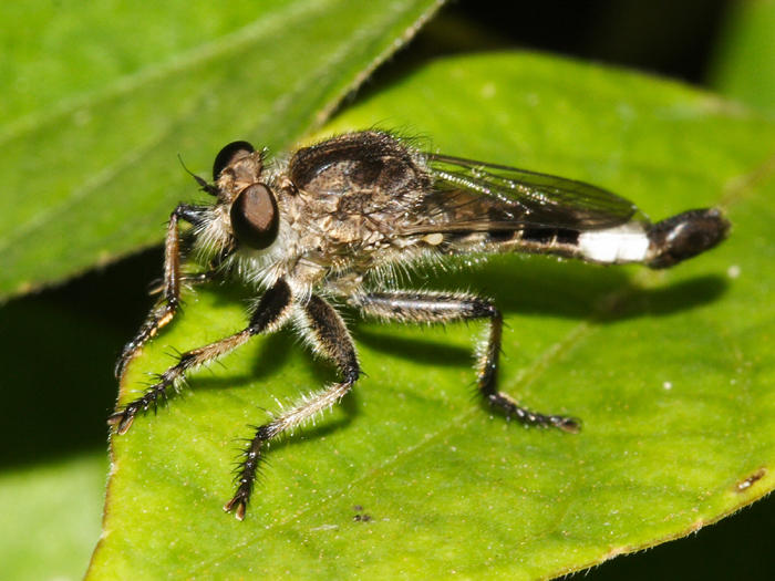 Asilidae - Efferia sp.