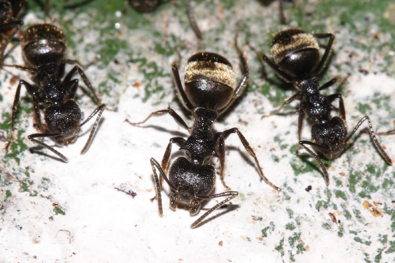 Dolichoderus bispinosus