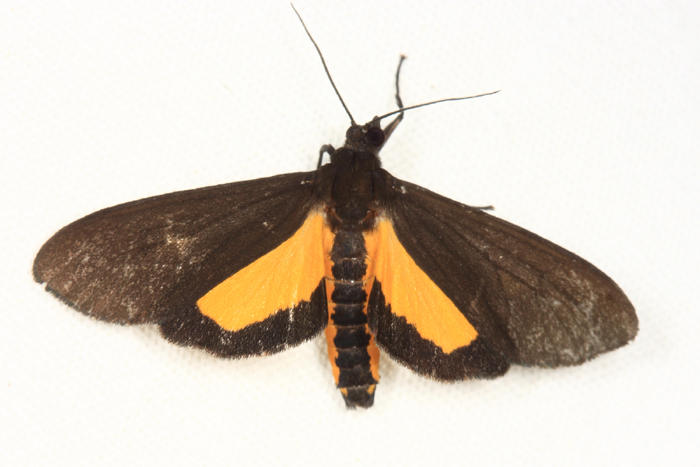 Virbia sp.