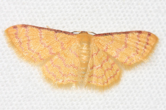 Larentiinae sp.