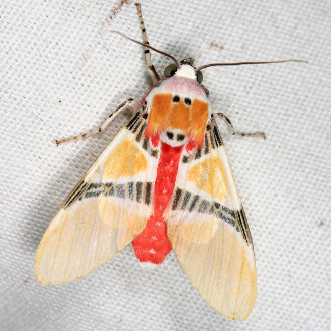 Idalus herois