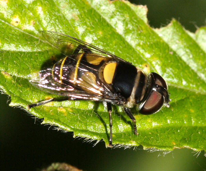 Syrphidae - Palpada scutellata -species group