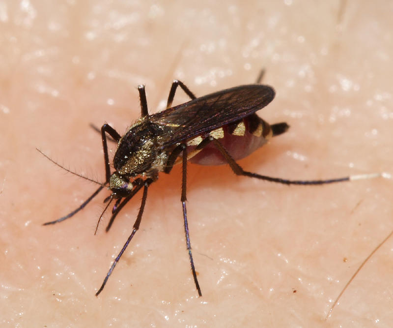 Psorophora albipes
