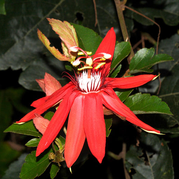 Crimson Passionflower - Passiflora vitifolia