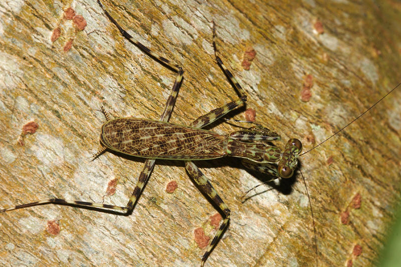 Liturgusa sp.