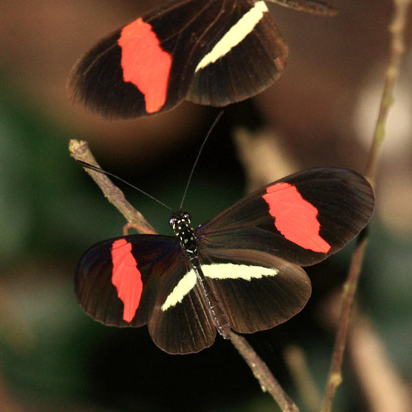 Erata Heliconian - Heliconius erato