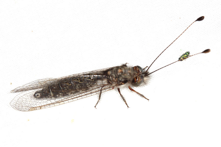 Owlfly - Ascalaphidae