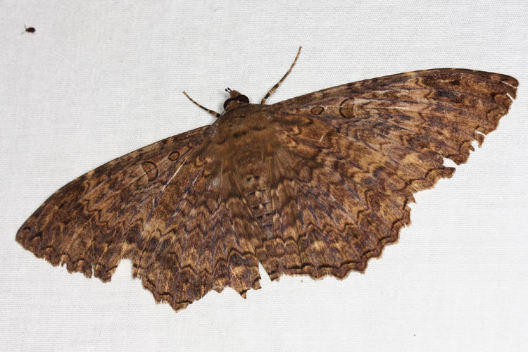 Scops Witch Moth - Feigeria scops