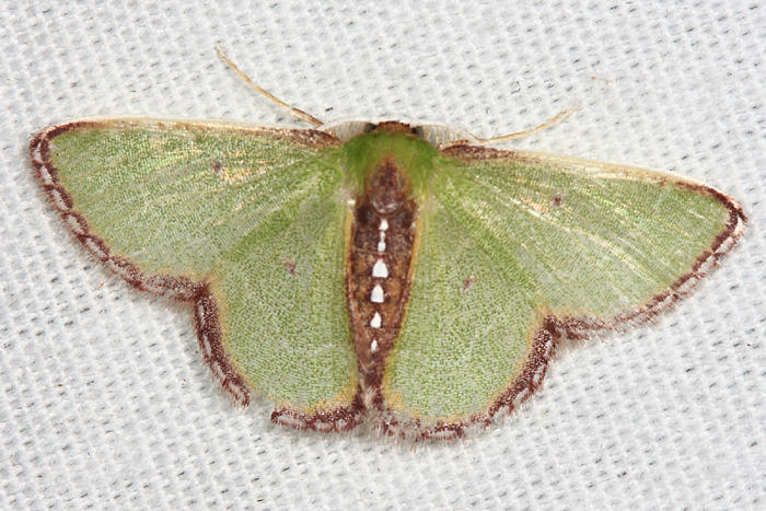 Synchlora expulsata