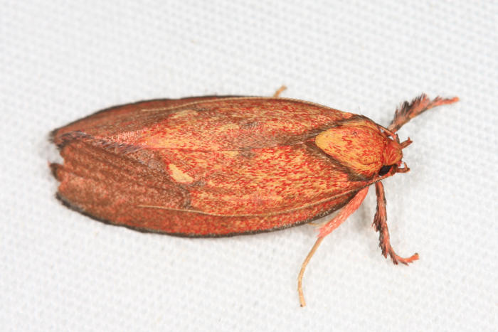 Gelechioidea