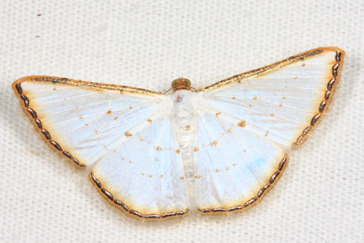 Leuciris fimbriaria