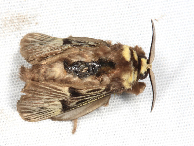 Megalopyge lampra