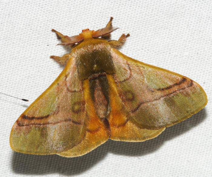 Epia casnonia