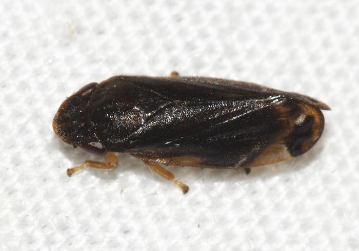 Spittlebug - Cercopidae