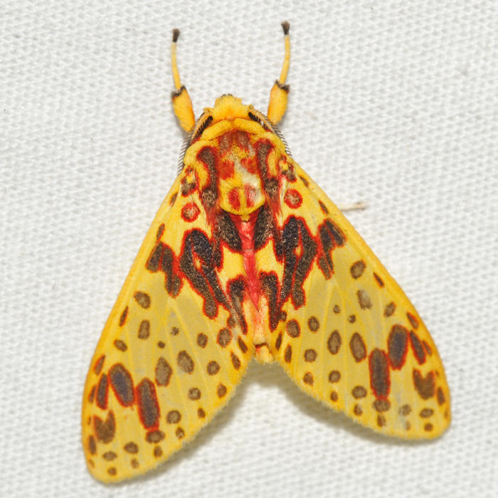 Amaxia alejandraloriae