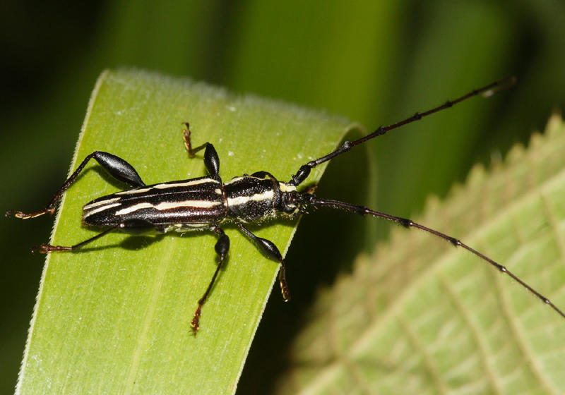 Ornithia mexicana mexicana