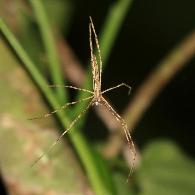 Deinopidae - Ogrefaced spider