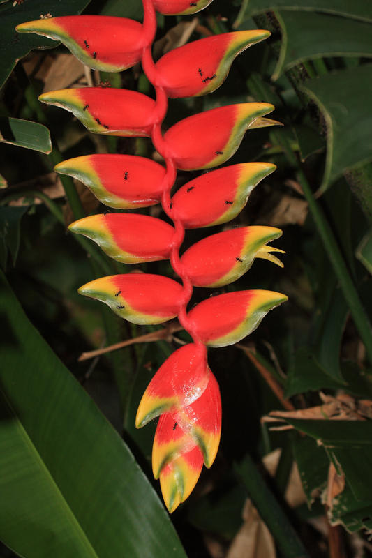 Lobster Claw - Heliconia rostrata