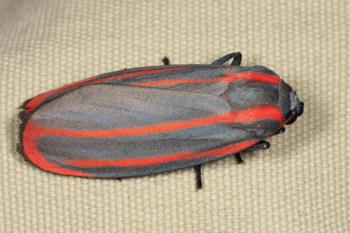 Cissura plumbea