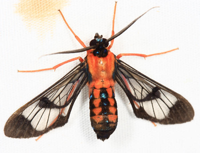 Cosmosoma sectinota