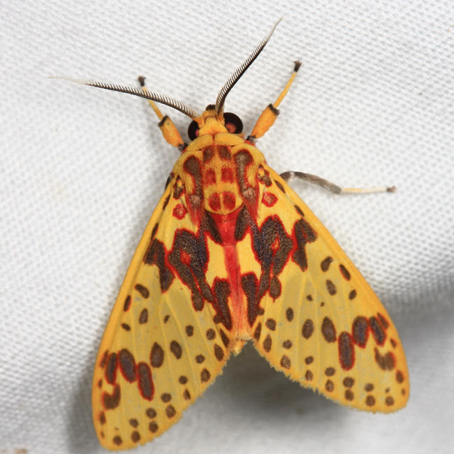 Amaxia alejandraloriae