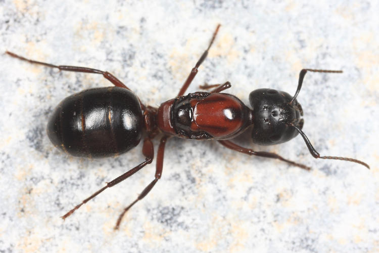Camponotus novaeboracensis (queen)