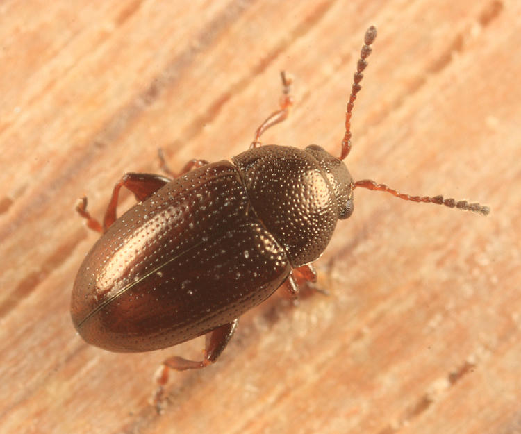 Mantura chrysanthemi