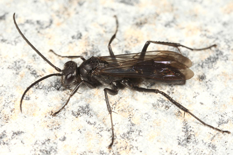 Priocnemis minorata