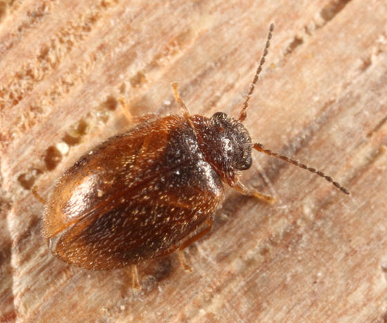 Contacyphon variabilis complex
