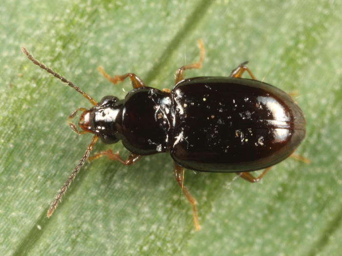 Elaphropus capax