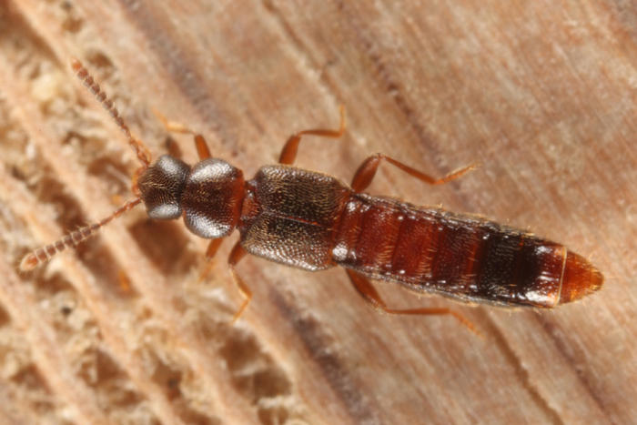 Leptusa sp.