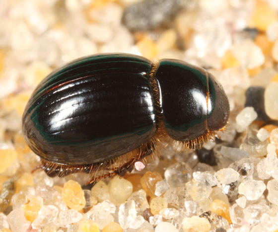 Aegialia arenaria