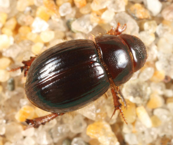 Aegialia arenaria
