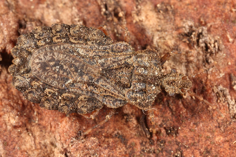 Aradus crenatus