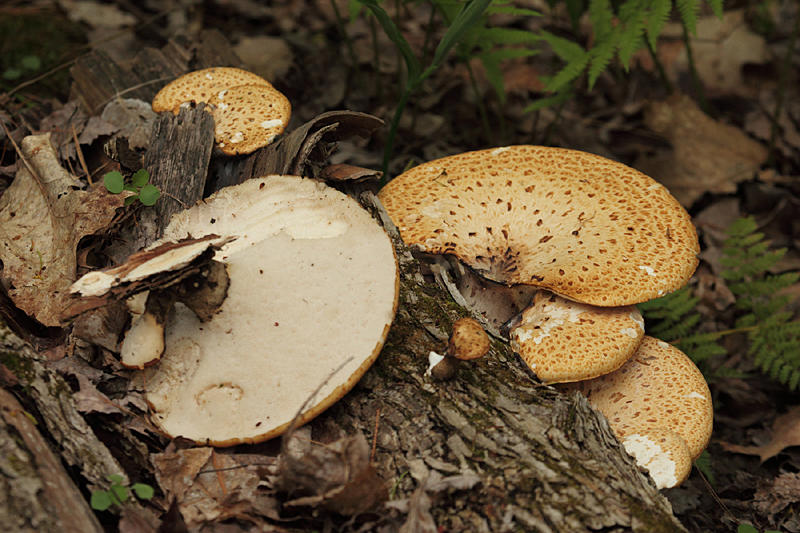 Polyporus squamosus (Dryads Saddle)