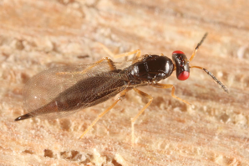 Tetrastichus sp. (female)