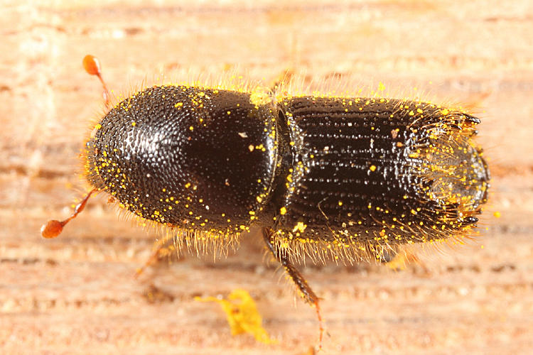 Ips grandicollis