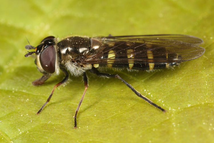 Melangyna sp.
