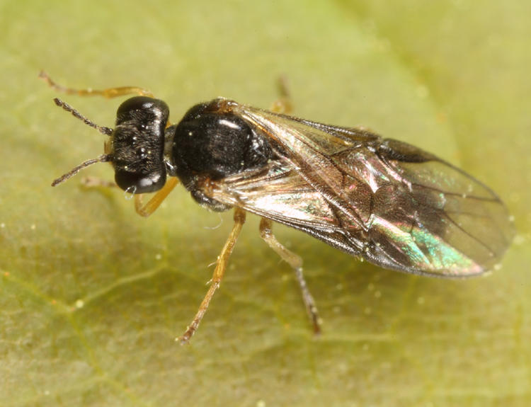 Acordulecera dorsalis