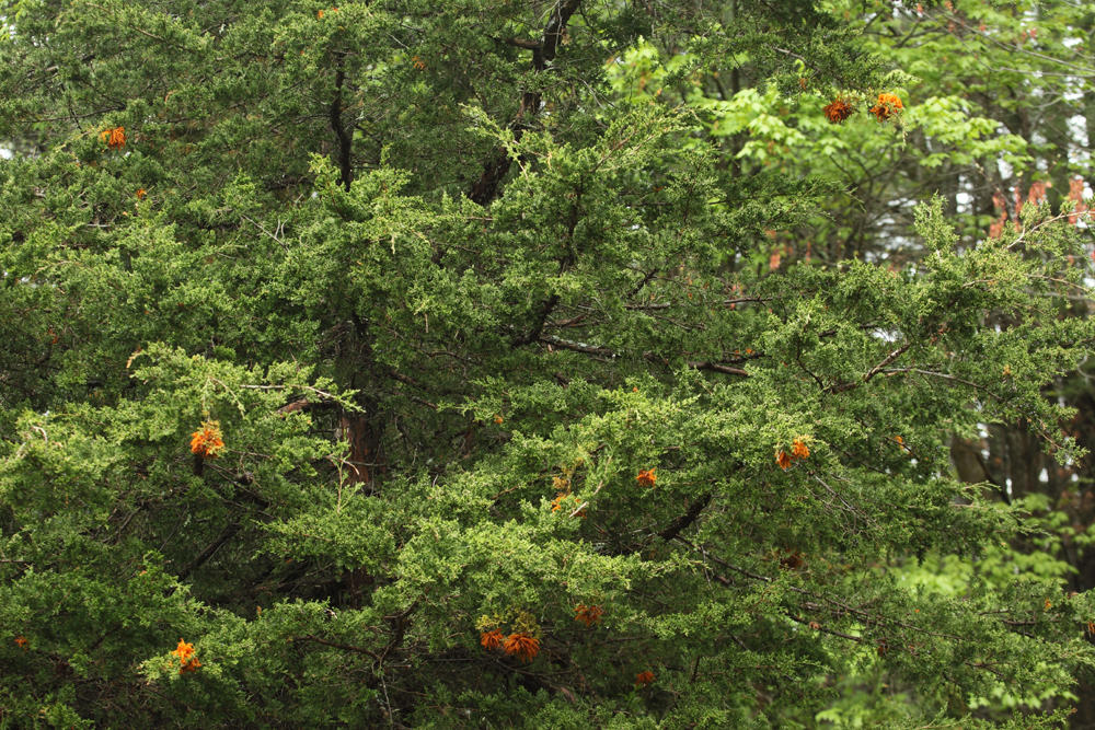 Gymnosporangium juniperi-virginiae (Cedar Apple Rust)