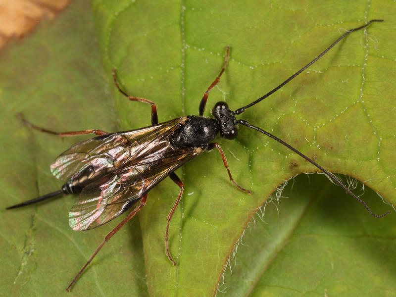 Arenetra rufipes