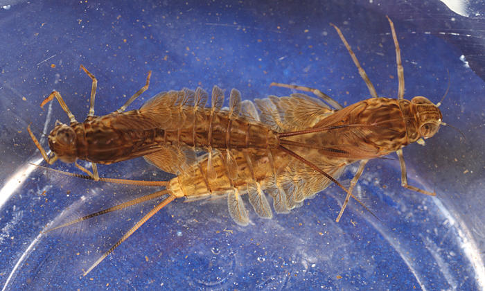 Siphlonurus sp.