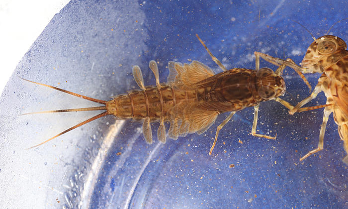 Siphlonurus sp.