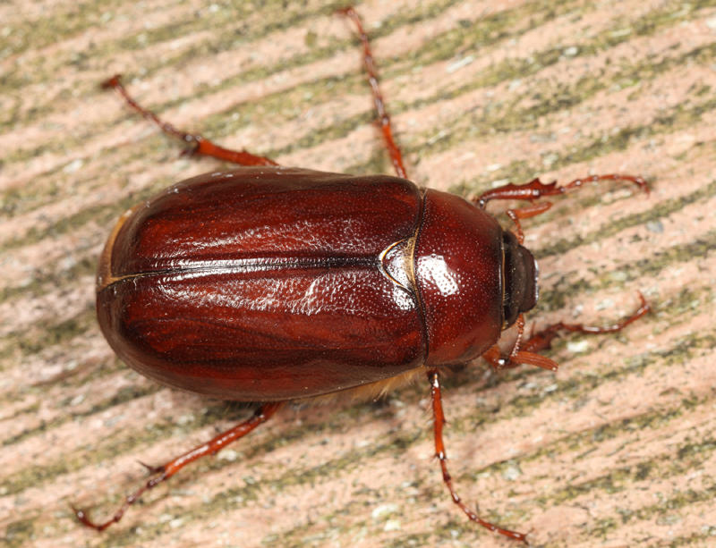 Phyllophaga anxia