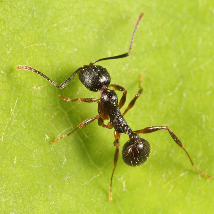 Aphaenogaster picea