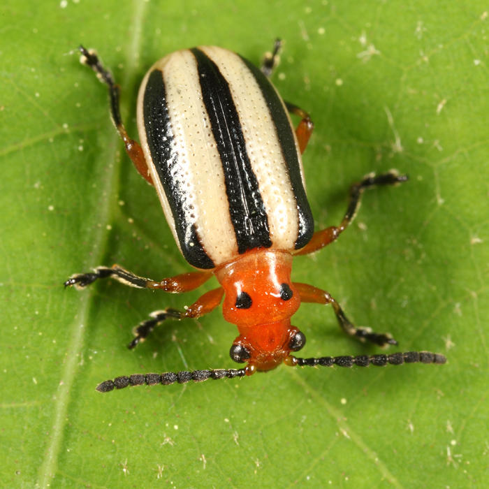 Three-lined Potato Beetle - Lema daturaphila