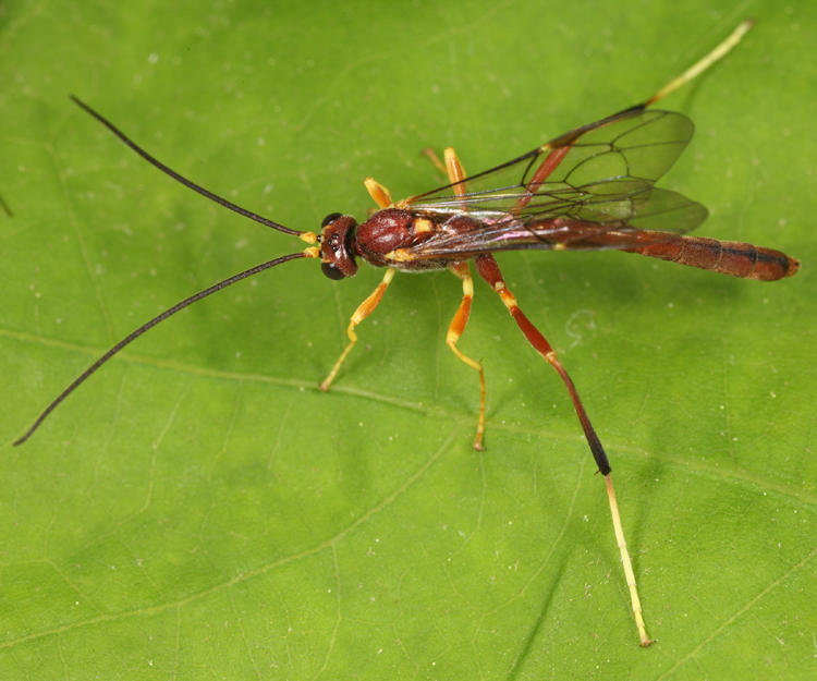 Coleocentrus rufus