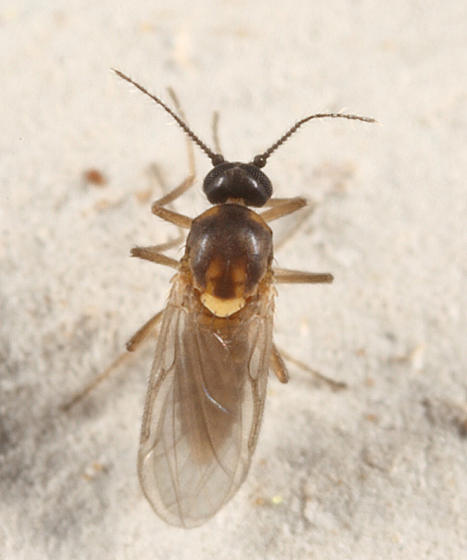 Atrichopogon levis?
