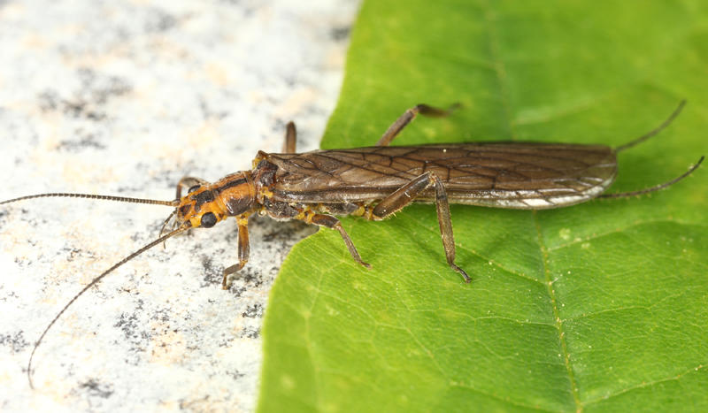 Striped Stone - Perlinella drymo